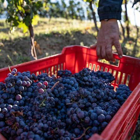 Agriturismo Antichi Poderi Gallina Neive Eksteriør bilde