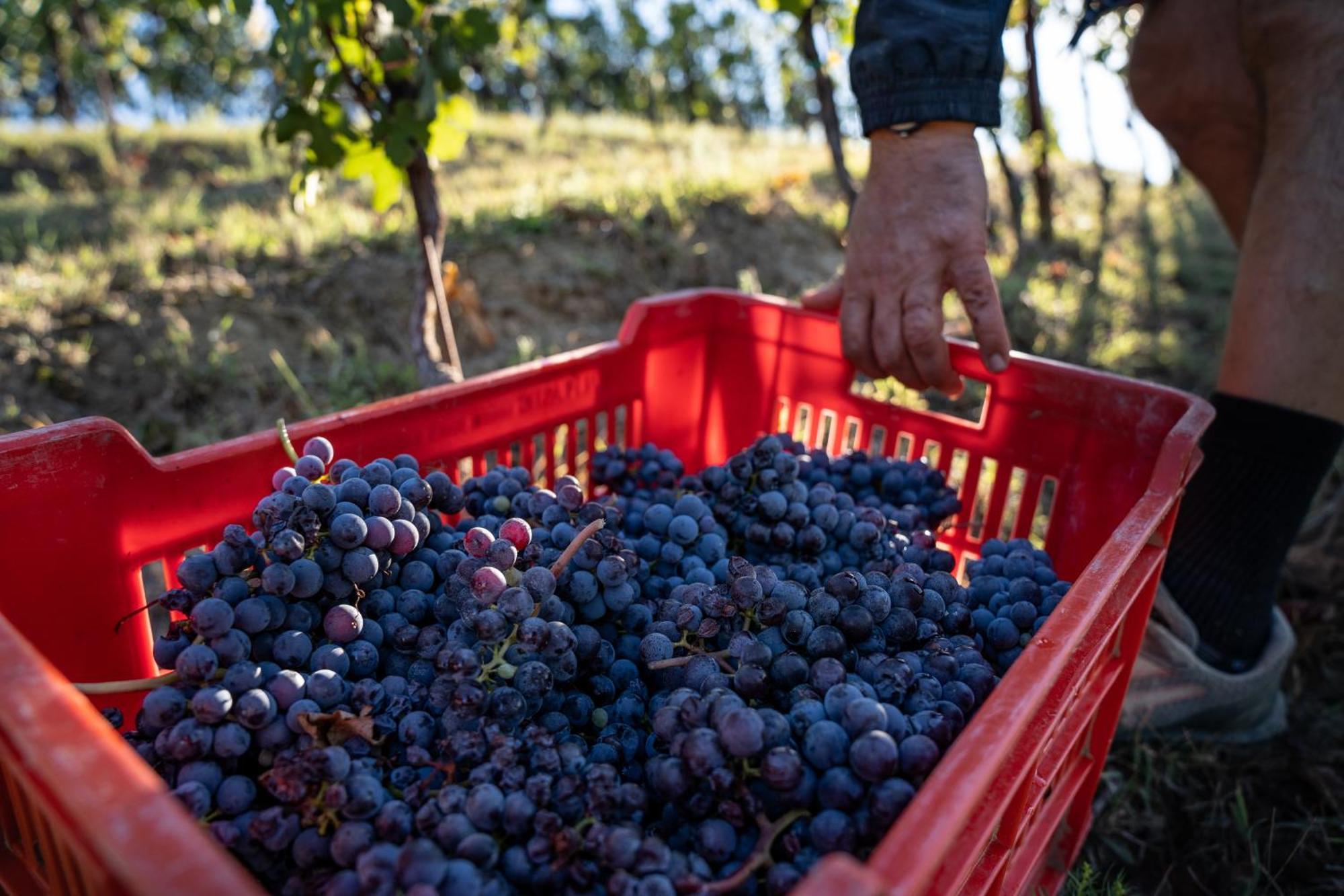 Agriturismo Antichi Poderi Gallina Neive Eksteriør bilde